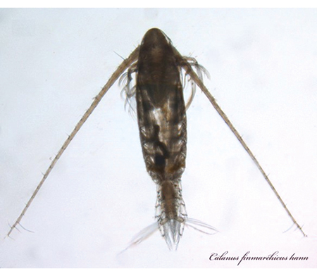 Figure 3.4 The copepod C. finmarchicus
