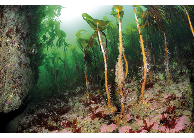 Figure 3.9 Kelp forest.
