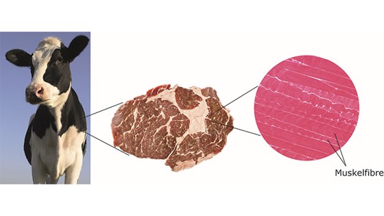 Muskel består av muskelfibre som er buntet sammen, og som sammen med fettvev og bindevev utgjør kjøtt. Her er kjøtt fra storfe illustrert.