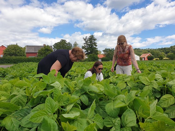 Landbruks- og matministeren var denne uken på besøk hos NIBIO sin forskningsstasjon på Landvik og fikk høre om blant annet muligheten til å dyrke soyabønner på Sørlandet.