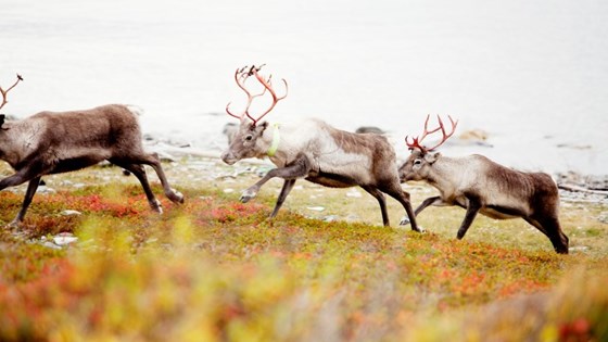 Sustainable Reindeer husbandry means an industry that has environmental, cultural as well as economic sustainability. 
