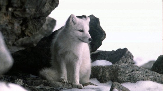 Fjellrev under stein