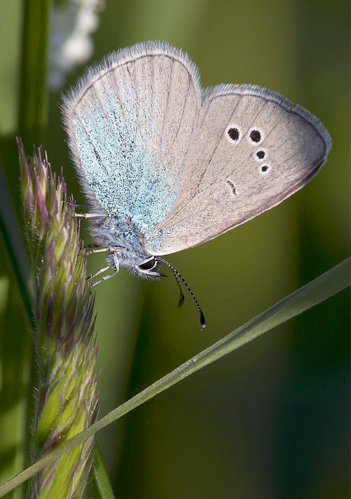 Nærbilde av Blåvinge-sommerfugl på et strå.