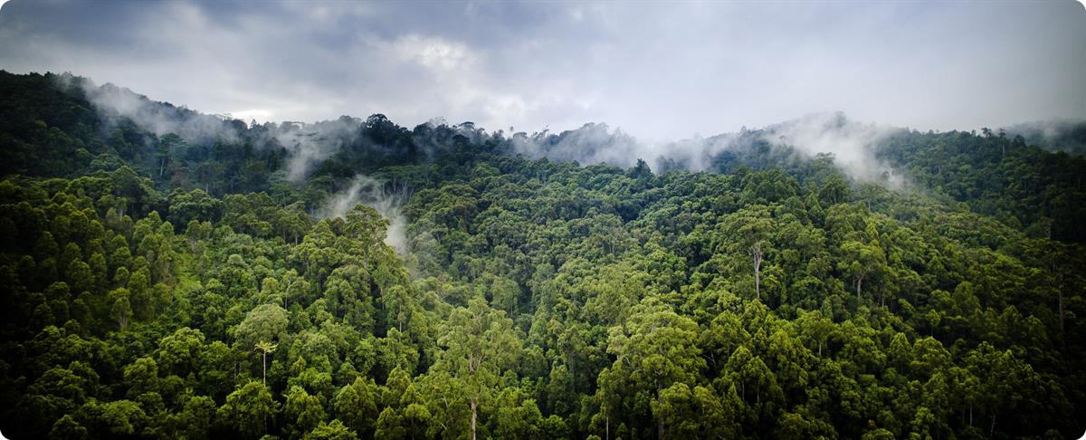 Grønne, skogkledde åser i regnskogområde med dampende skyer