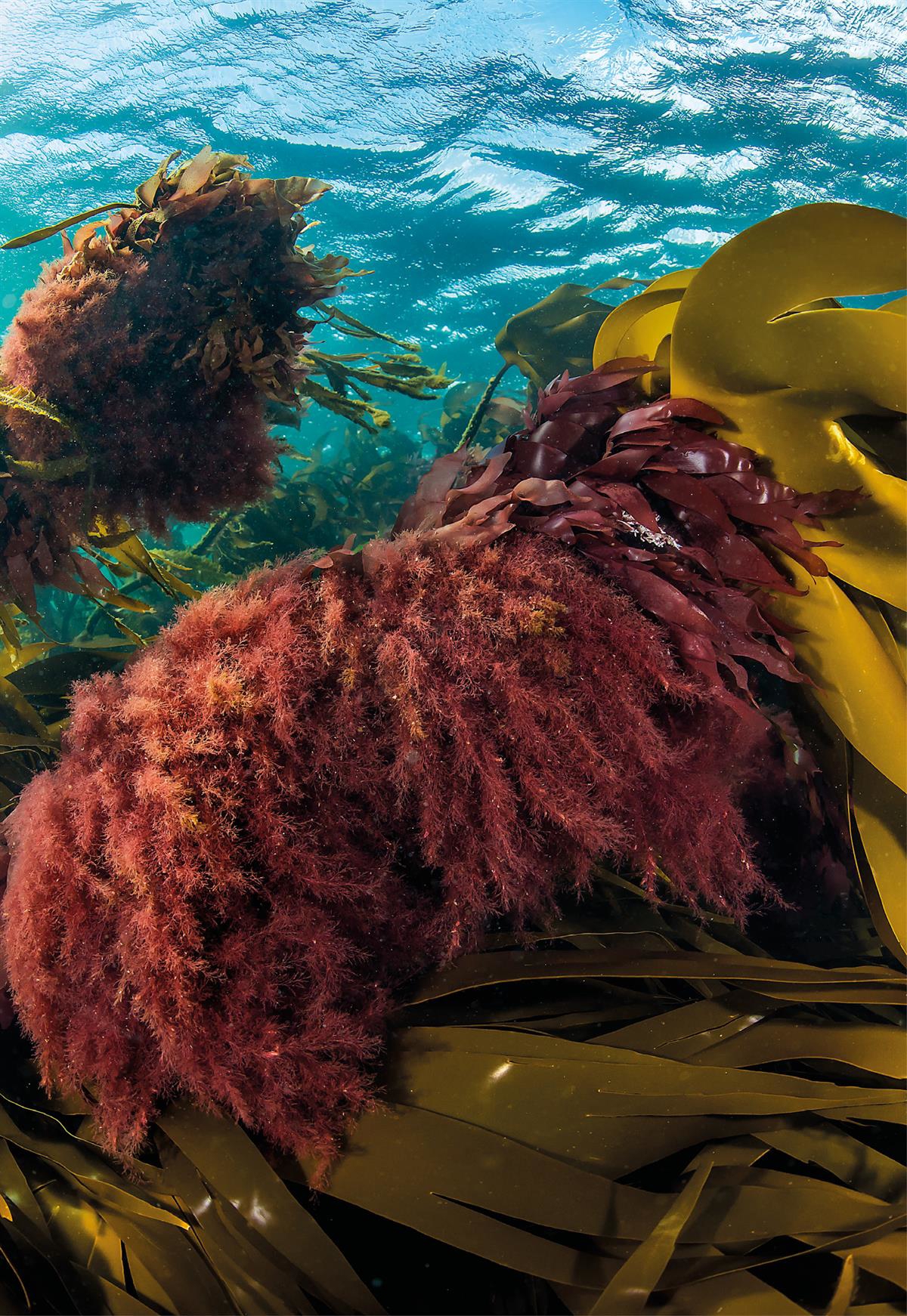 Tang og tare i rødt, grønt og gult med blå havoverflate i bakgrunnen.