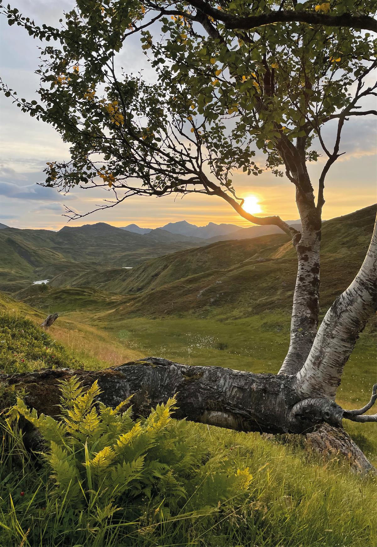Grønne dalsider og fjellområde i solnedgang, med en kroket bjørk i forgrunnen
