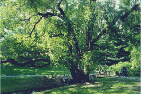 Figur 3.11 De grønne lungene med gjennomgående gang- og sykkelveger har stor betydning for lek, rekreasjon, fysisk aktivitet og bidrar til bedre livskvalitet.