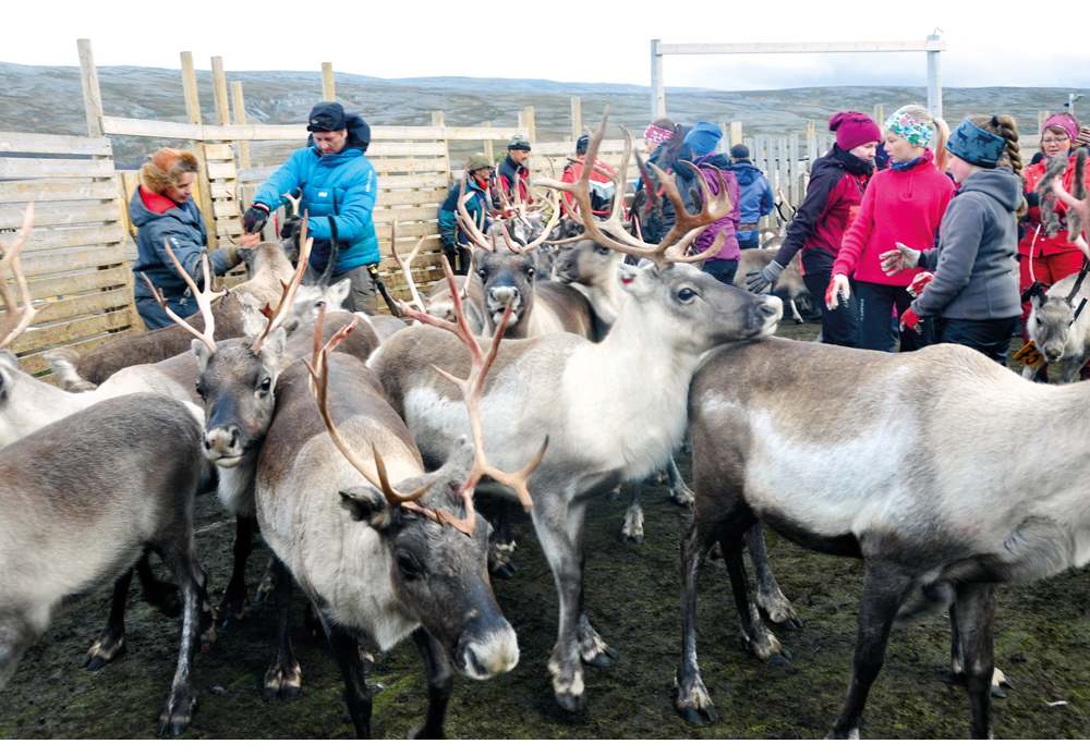 Figur 2.3 
Barn og voksne i arbeidsgjerdet i Porsanger høsten 2016.