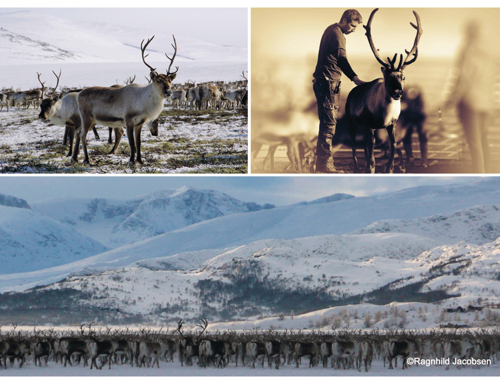 Figur 2.4 Bilder fra Vågå Tamreinlag. Driften i tamreinlagene følger samme årssyklus som i den samiske reindriften, med slakteuttak om høsten og flytting mellom ulike årstidsbeiter.