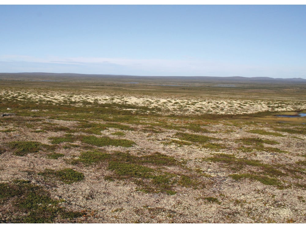 Figur 2.5 Lavbeite på Finnmarksvidda, laven er ofte hardt beitet der dyrene kommer til. I terrengformasjoner med mye snø om vinteren er lavdekket ofte mer inntakt.
