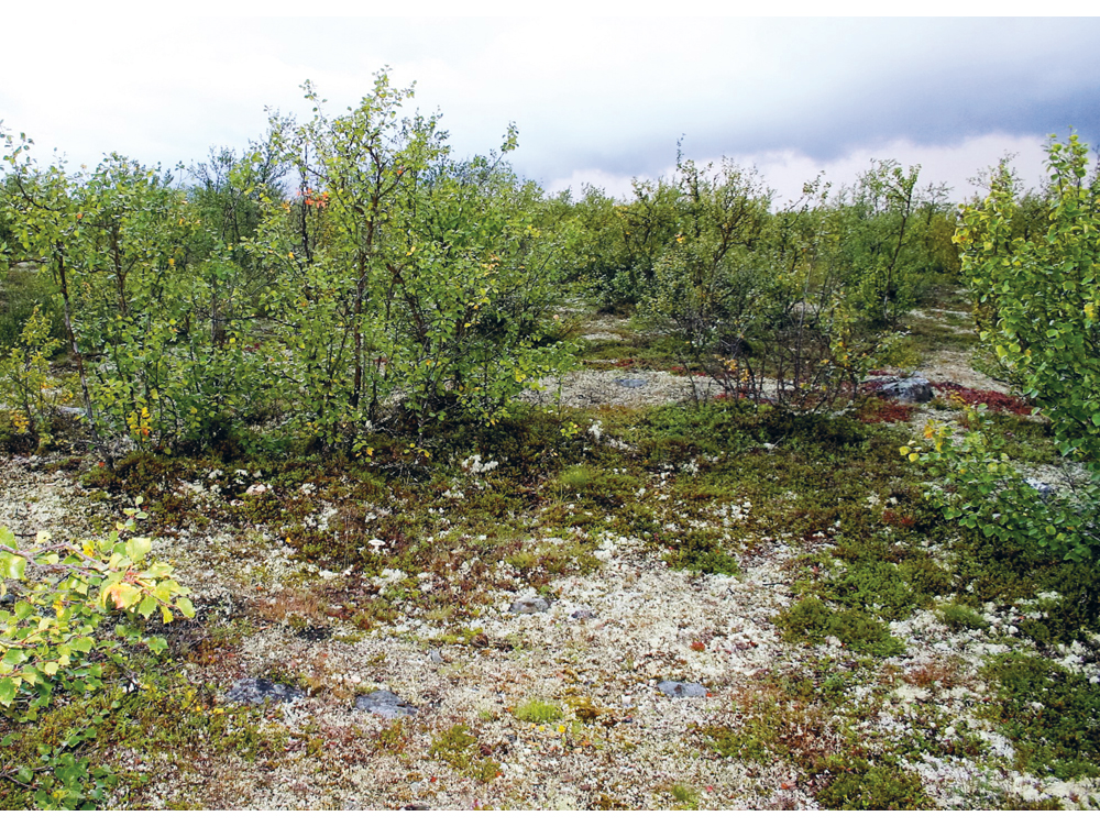 Figur 2.6 Bjørkekratt/bjørkeskog med lavdekt mark på Finnmarskvidda. I løpet av de siste 30-årene har skogsarealet økt fra om lag 44 pst. til 53 pst..