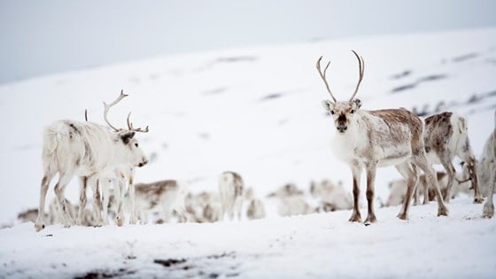 Reindeer farming can be found in nearly 140 municipalities. 
