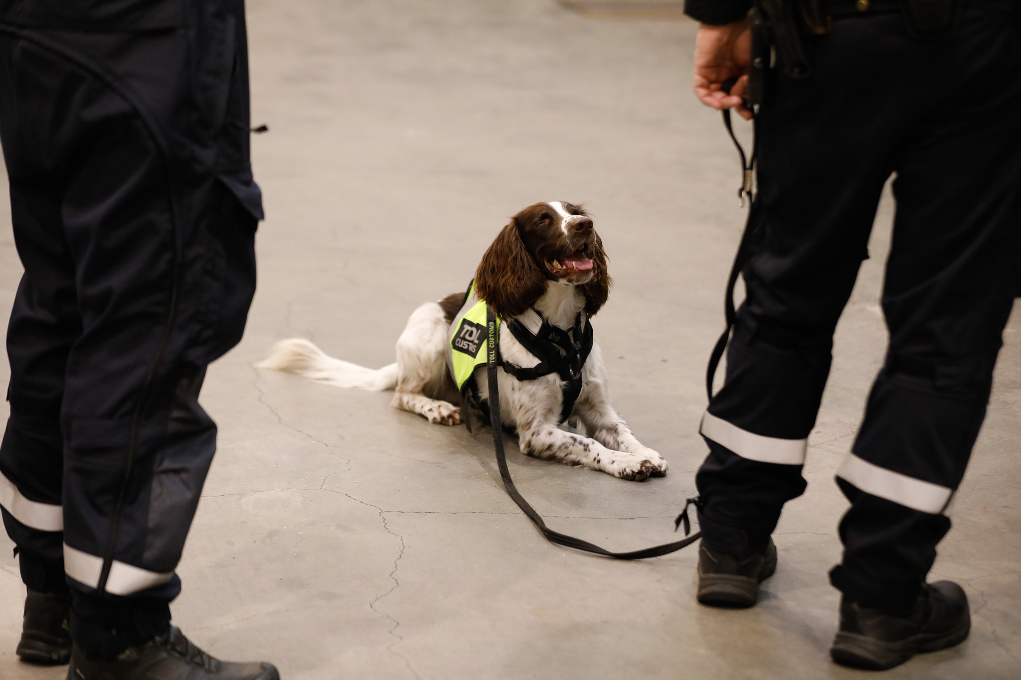 Bildet viser tollernes narkotikahund.