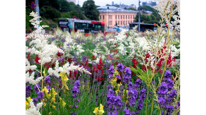 Blomstereng i Oslo sentrum