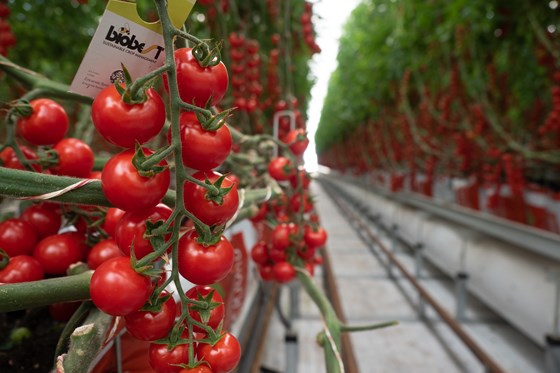 Tomater i veksthus