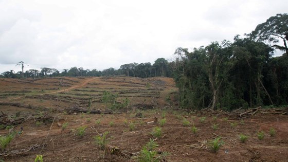 Avskoging i Liberia