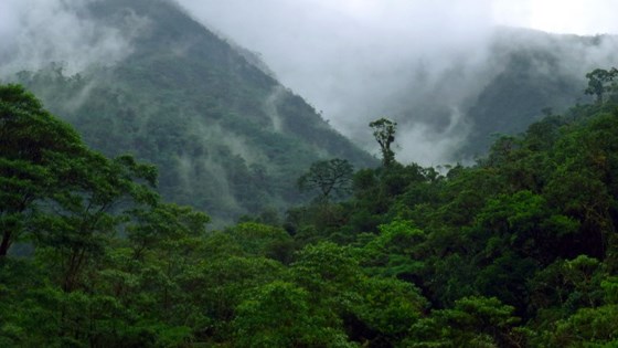Regnskog i Peru