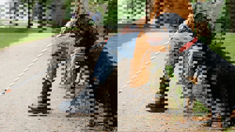 Illustrasjonsbilde med en førerhund. Eieren sitter på en benk i en park, hun har en hvit stokk i hånden. Førerhunden sitter ved siden av benken.