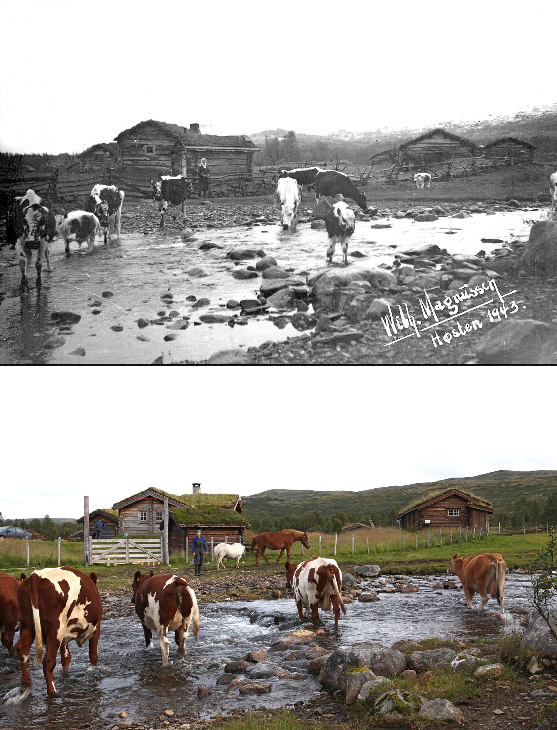 På Hiåvollan i Endalen, en av seterdalene i Budalen, drives det fortsatt med seterdrift. Her et bilde med kyr til og fra setervollen i 1943 og 2016. 