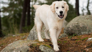 Mattilsynet har i samme periode mottatt flere bekymringsmeldinger enn tidligere, hvorav de fleste gjaldt kjæledyr.