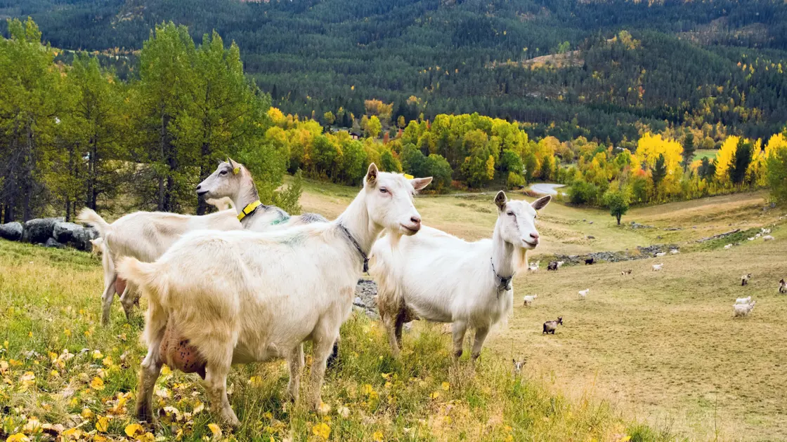 Geiter i Leveld utvalgt kulturlandskap