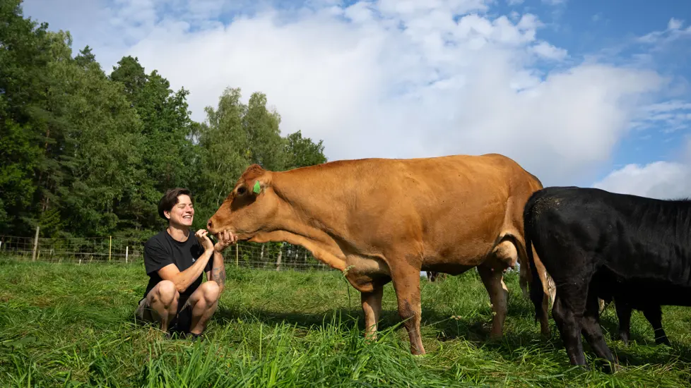 Kvinne som sitter og klapper ku på beite.