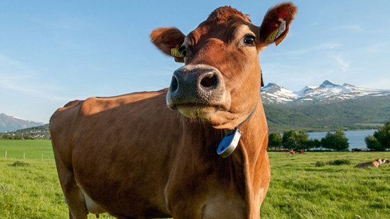Jerseyku i Vestnes, Møre og Romsdal.