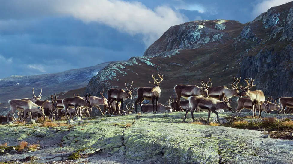 Rein fra Jotunheimen.