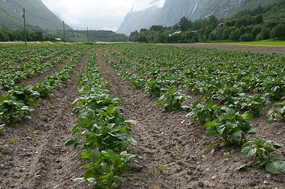 Jorda må brukast til å dyrke mat, t.d. poteter i Sunndal. 