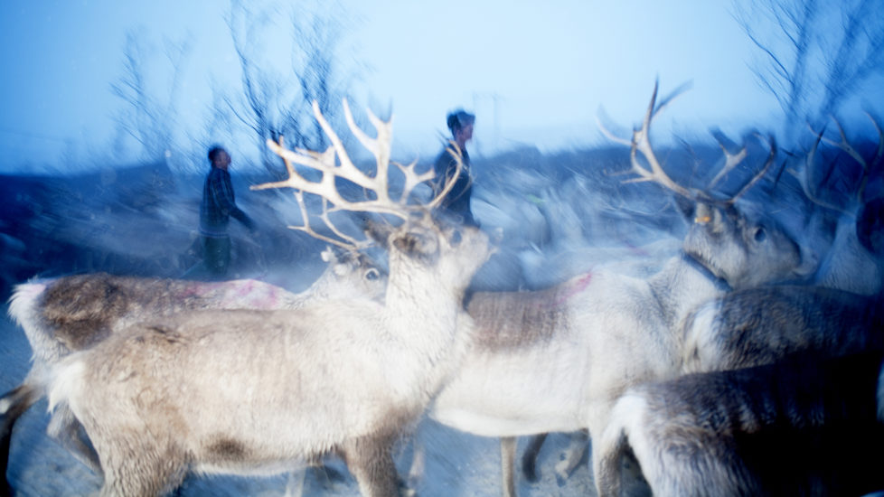Reindrift på Finnmarksvidda.
