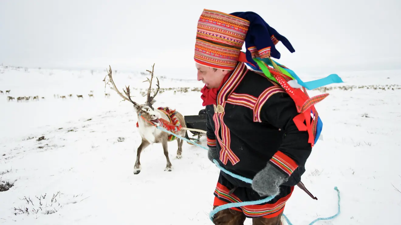 Same med reinsdyr Finnmark-