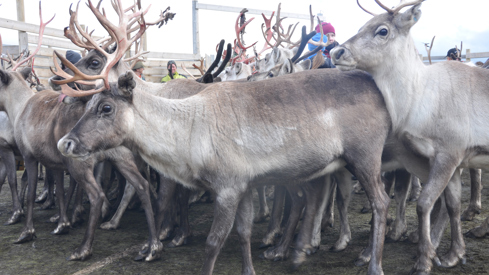 Samling av rein.