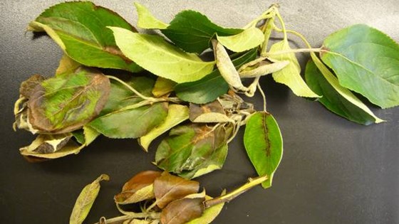 Symptomer på angrep av pærebrann (Erwinia amylovora) i eplesorten Gravenstein.