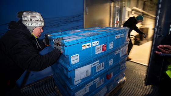 A new shipment of seeds from ICARDA has arrived and is taken into the Seed Vault for long term conservation.
