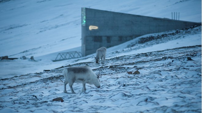 Reinsdyr beiter fritt rundt Svalbard Globale frøhvelv.