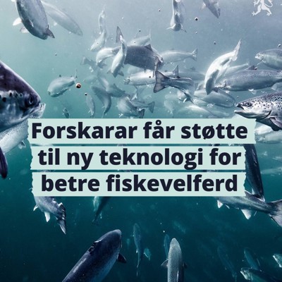 Bilde av fisker som svømmer
