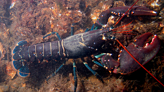 En hummer på havbunnen.