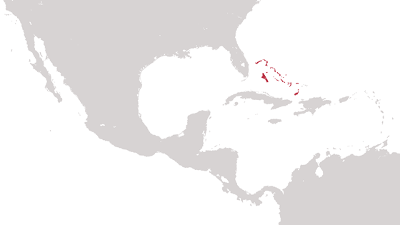 Bahamas. Illustrasjon: Torbjørn Vagstein