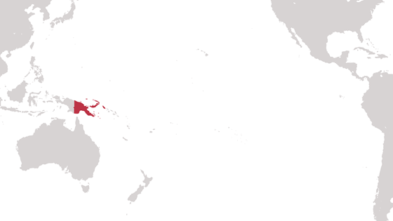 Papua Ny Guinea. Illustrasjon: Torbjørn Vagstein, DSS