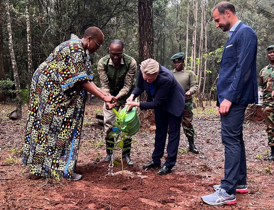 Kronprins Haakon og utviklingsminister Anne Beathe Tvinnereim i Karura-skogen plantar trær i Karura-skogen i Kenya. Foto: Syver Zachariassen, UD