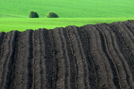 Plogfurer og spirende åker