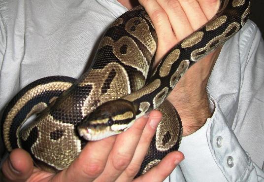 Pytonslange i hender