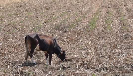 Ku på beit i karrig åker