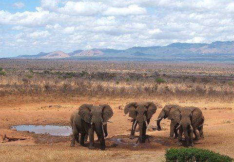 Elephants in Kenya.(Photo: CMS/UNEP)
