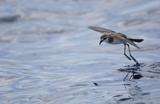 White-faced storm petrel. (Photo: Tony Palliser)