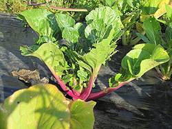 Prize Choi salat