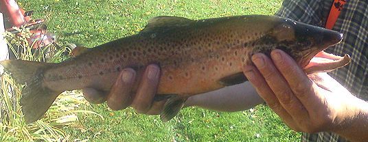 Fisk