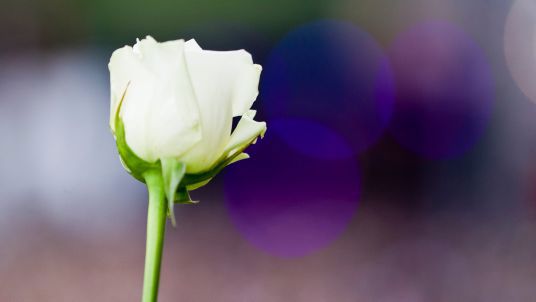 Hvit rose