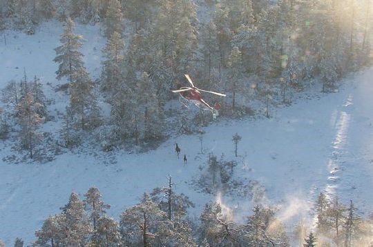 Helikopteret nærmer seg elgene for bedøving i Telemark