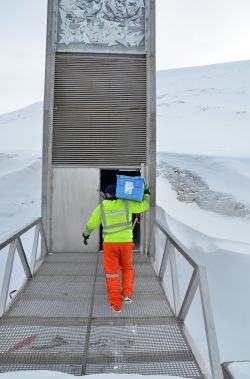 A new shipment of seeds from food plants being deposited at the Svalbard Global Seed Vault for long-term storage.